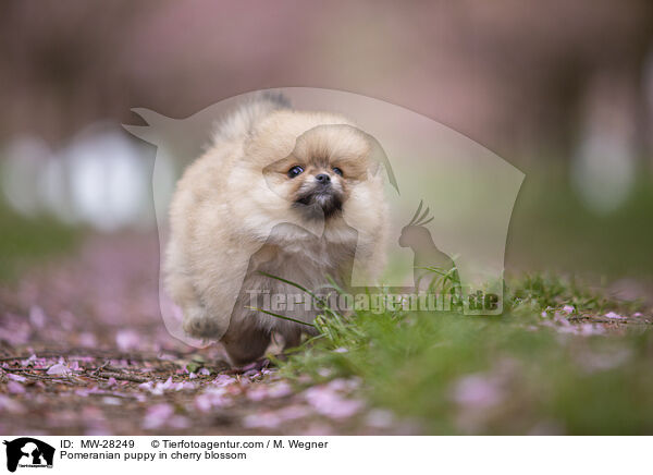 Pomeranian puppy in cherry blossom / MW-28249