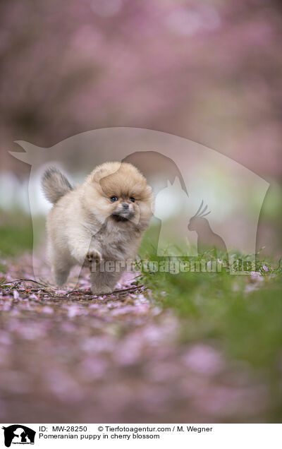 Pomeranian Welpe in der Kirschblte / Pomeranian puppy in cherry blossom / MW-28250