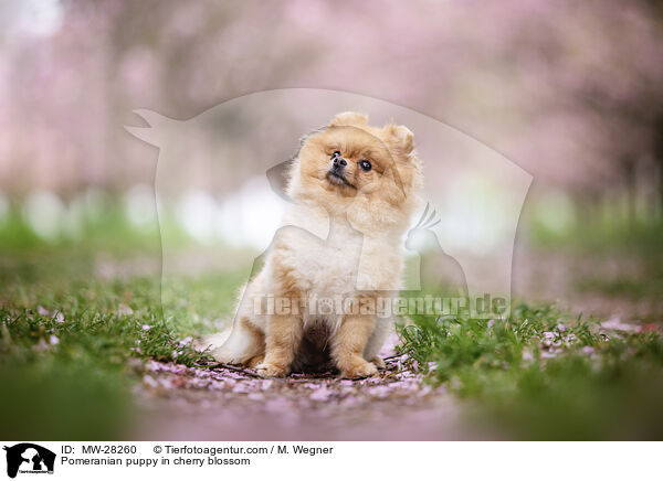 Pomeranian Welpe in der Kirschblte / Pomeranian puppy in cherry blossom / MW-28260