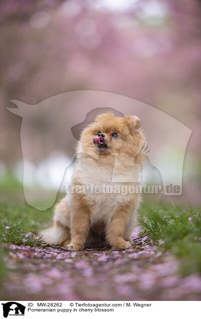 Pomeranian Welpe in der Kirschblte / Pomeranian puppy in cherry blossom / MW-28262