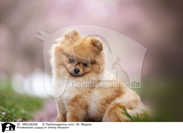 Pomeranian Welpe in der Kirschblte / Pomeranian puppy in cherry blossom / MW-28266