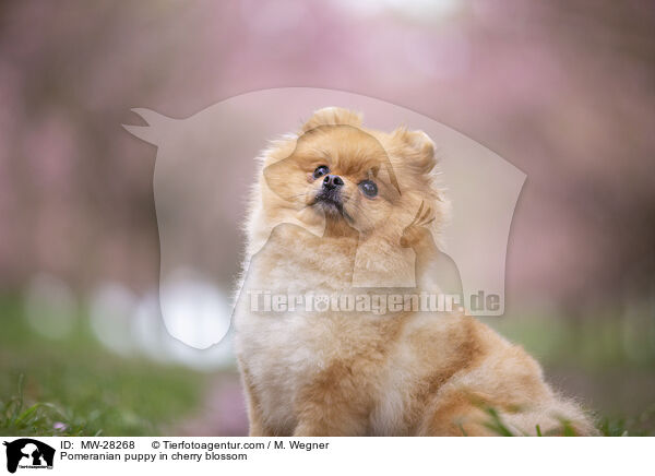 Pomeranian Welpe in der Kirschblte / Pomeranian puppy in cherry blossom / MW-28268