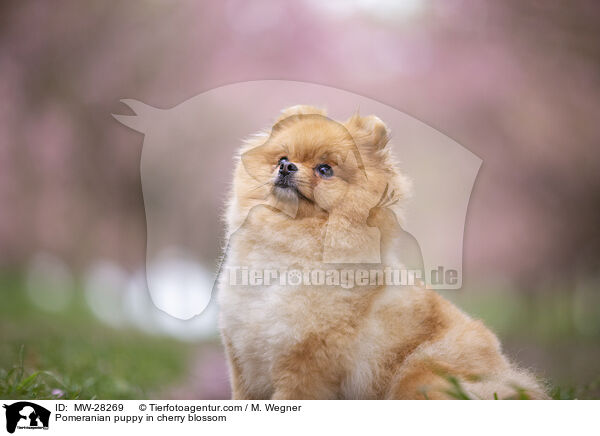 Pomeranian Welpe in der Kirschblte / Pomeranian puppy in cherry blossom / MW-28269