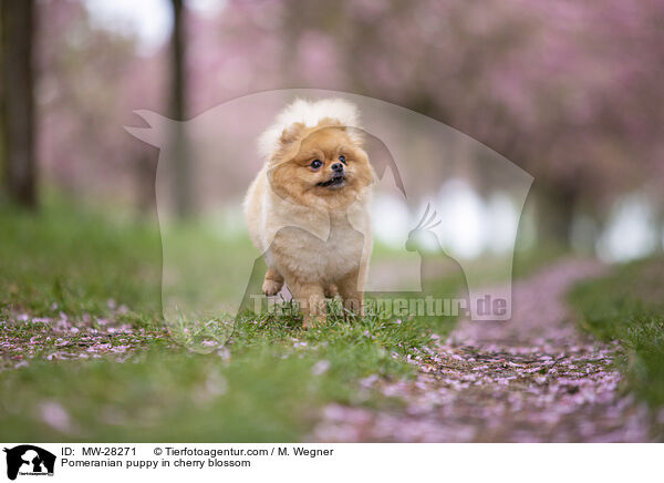 Pomeranian Welpe in der Kirschblte / Pomeranian puppy in cherry blossom / MW-28271