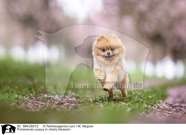 Pomeranian Welpe in der Kirschblte / Pomeranian puppy in cherry blossom / MW-28272