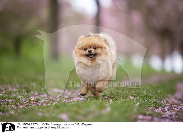 Pomeranian Welpe in der Kirschblte / Pomeranian puppy in cherry blossom / MW-28273