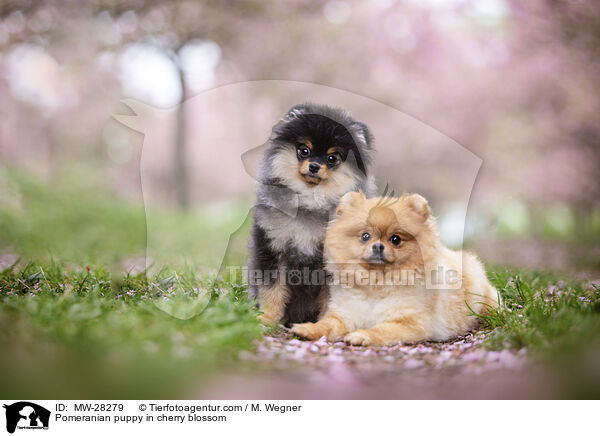 Pomeranian Welpe in der Kirschblte / Pomeranian puppy in cherry blossom / MW-28279