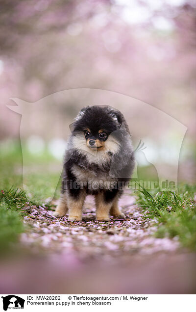 Pomeranian Welpe in der Kirschblte / Pomeranian puppy in cherry blossom / MW-28282