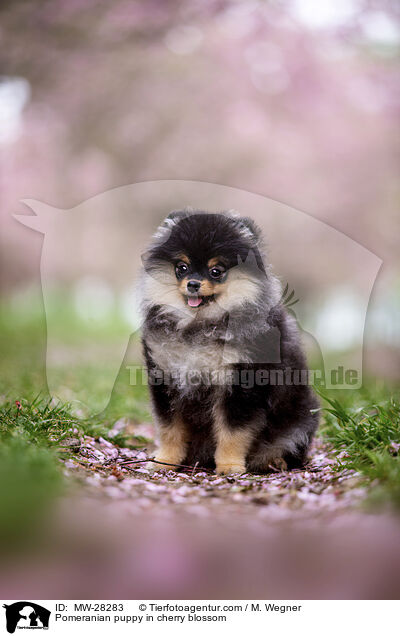 Pomeranian Welpe in der Kirschblte / Pomeranian puppy in cherry blossom / MW-28283