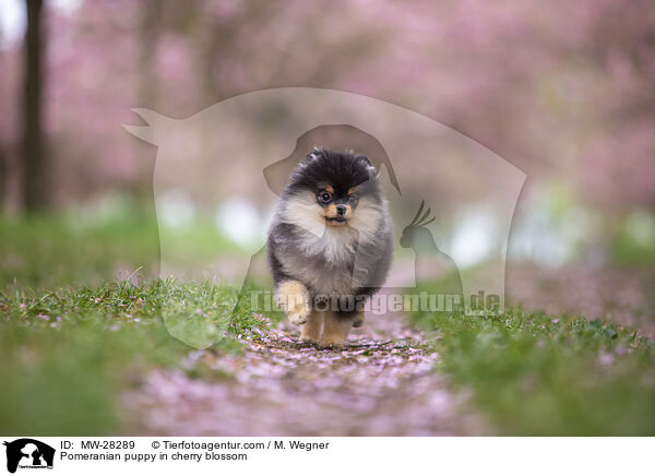 Pomeranian Welpe in der Kirschblte / Pomeranian puppy in cherry blossom / MW-28289