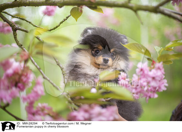 Pomeranian Welpe in der Kirschblte / Pomeranian puppy in cherry blossom / MW-28294