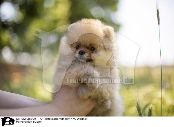 Pomeranian puppy / MW-28300