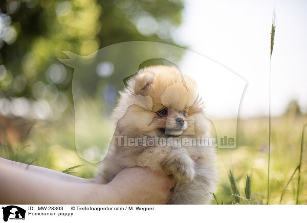 Pomeranian Welpe / Pomeranian puppy / MW-28303