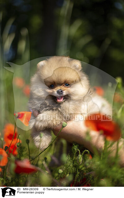 Pomeranian puppy / MW-28309