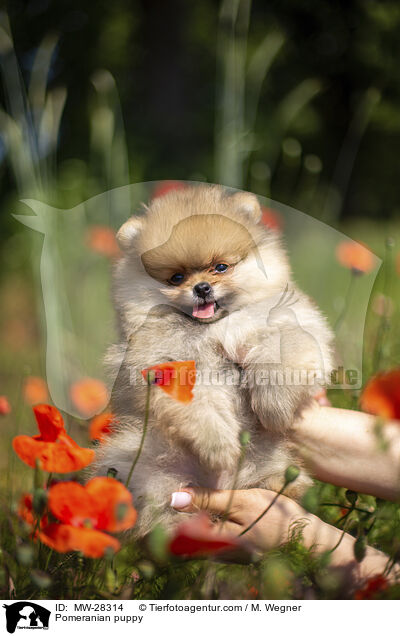 Pomeranian Welpe / Pomeranian puppy / MW-28314