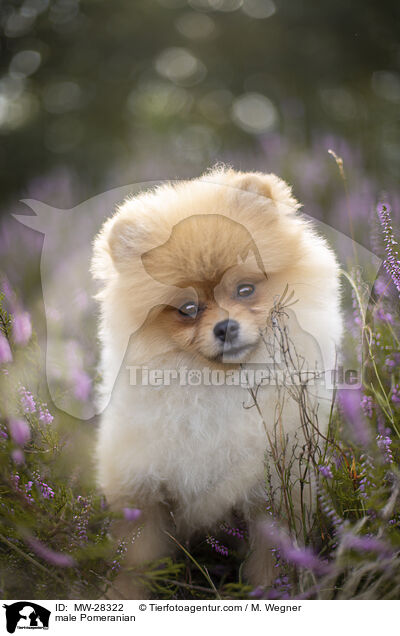 Pomeranian Rde / male Pomeranian / MW-28322