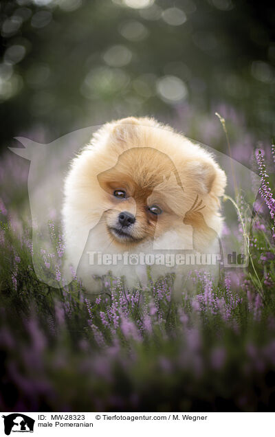 Pomeranian Rde / male Pomeranian / MW-28323