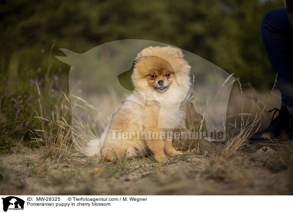 Pomeranian Welpe in der Kirschblte / Pomeranian puppy in cherry blossom / MW-28325