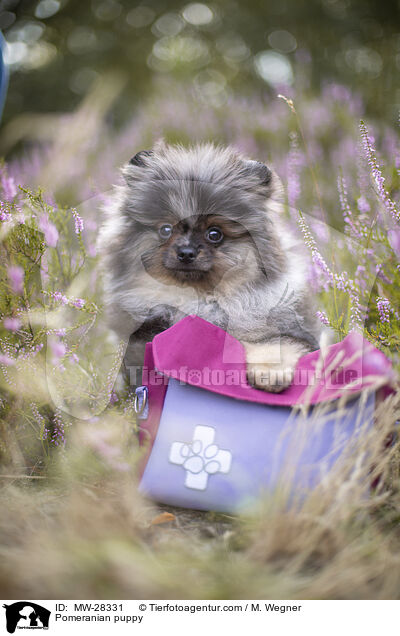 Pomeranian Welpe / Pomeranian puppy / MW-28331