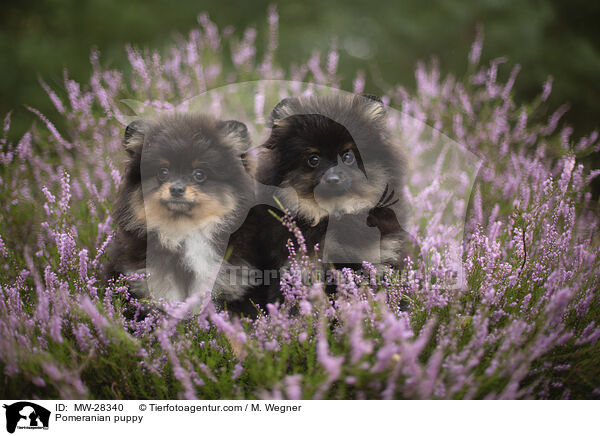 Pomeranian Welpe / Pomeranian puppy / MW-28340