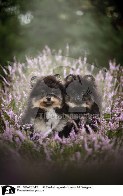 Pomeranian Welpe / Pomeranian puppy / MW-28342