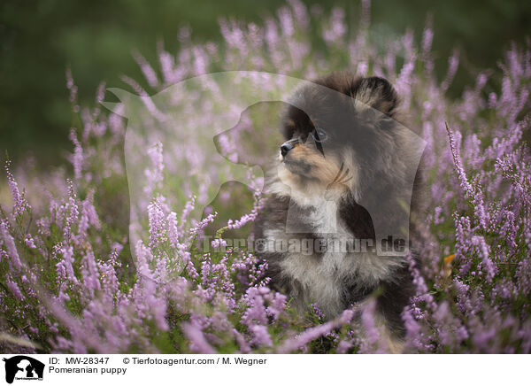 Pomeranian Welpe / Pomeranian puppy / MW-28347