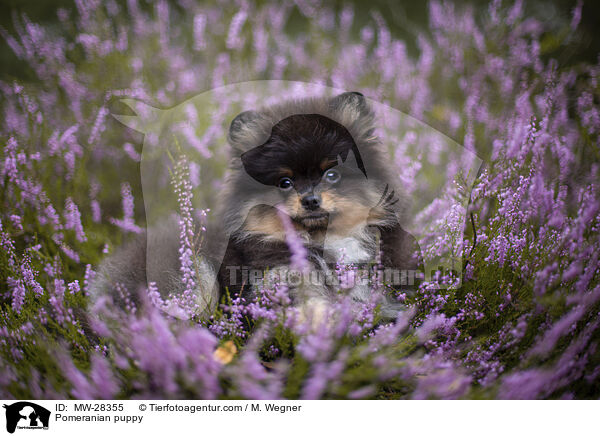 Pomeranian Welpe / Pomeranian puppy / MW-28355