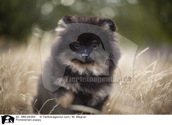 Pomeranian Welpe / Pomeranian puppy / MW-28364