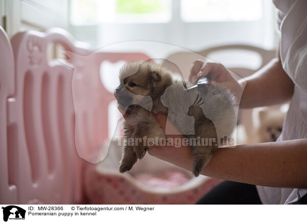 Pomeranian Welpe in Zuchsttte / Pomeranian puppy in kennel / MW-28366