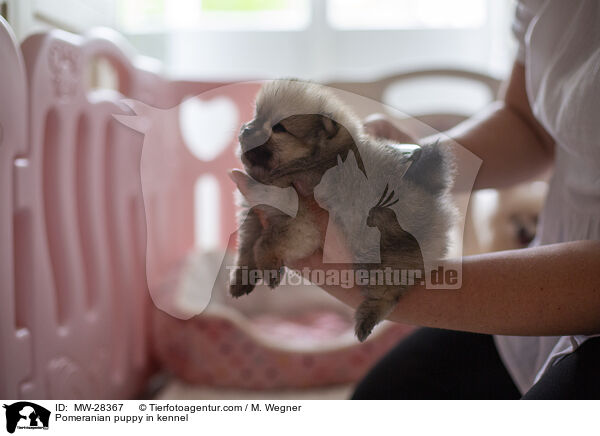 Pomeranian Welpe in Zuchsttte / Pomeranian puppy in kennel / MW-28367