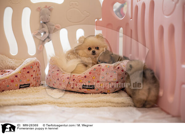 Pomeranian Welpe in Zuchsttte / Pomeranian puppy in kennel / MW-28369