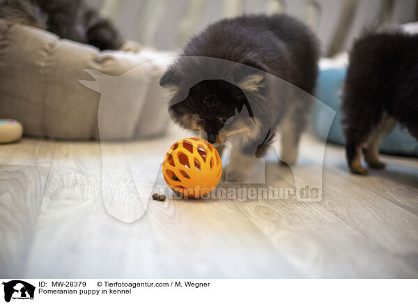 Pomeranian Welpe in Zuchsttte / Pomeranian puppy in kennel / MW-28379