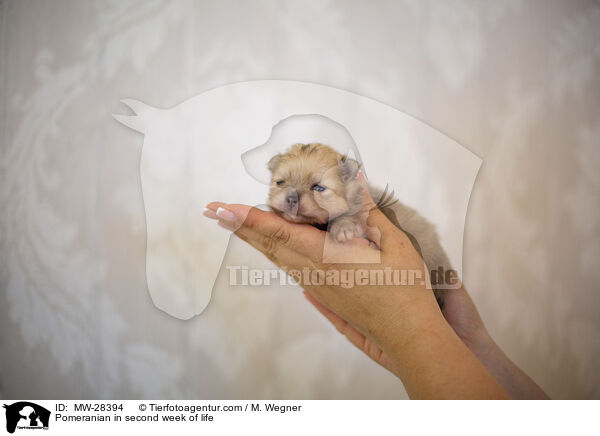 Pomeranian Welpe in zweiter Lebenswoche / Pomeranian in second week of life / MW-28394