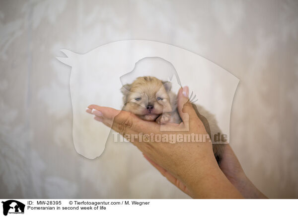 Pomeranian in second week of life / MW-28395