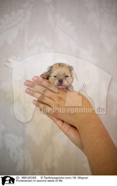 Pomeranian Welpe in zweiter Lebenswoche / Pomeranian in second week of life / MW-28399