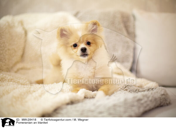 Pomeranian auf der Couch / Pomeranian an blanket / MW-28418