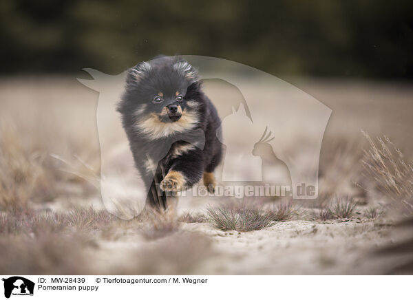 Pomeranian Welpe / Pomeranian puppy / MW-28439