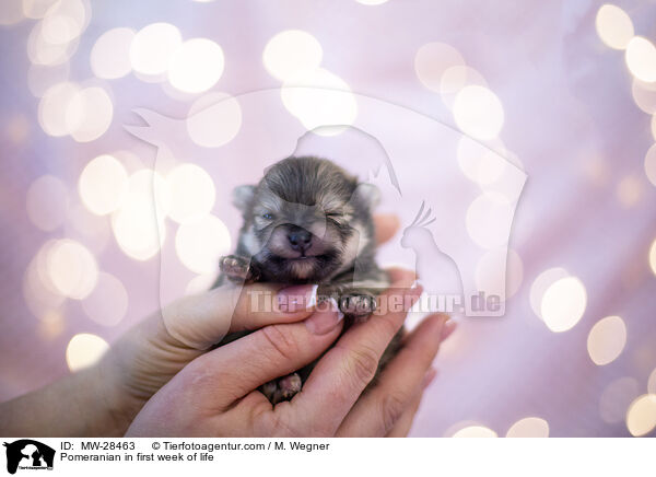 Pomeranian in erster Lebenswoche / Pomeranian in first week of life / MW-28463