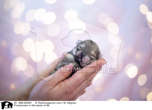 Pomeranian in erster Lebenswoche / Pomeranian in first week of life / MW-28465