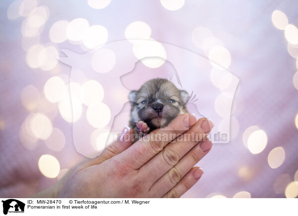 Pomeranian in erster Lebenswoche / Pomeranian in first week of life / MW-28470