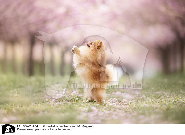 Pomeranian Welpe in der Kirschblte / Pomeranian puppy in cherry blossom / MW-28474