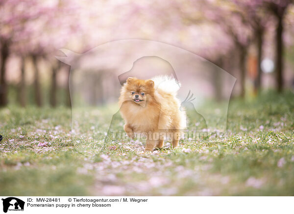 Pomeranian Welpe in der Kirschblte / Pomeranian puppy in cherry blossom / MW-28481