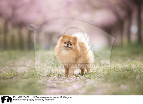 Pomeranian Welpe in der Kirschblte / Pomeranian puppy in cherry blossom / MW-28482