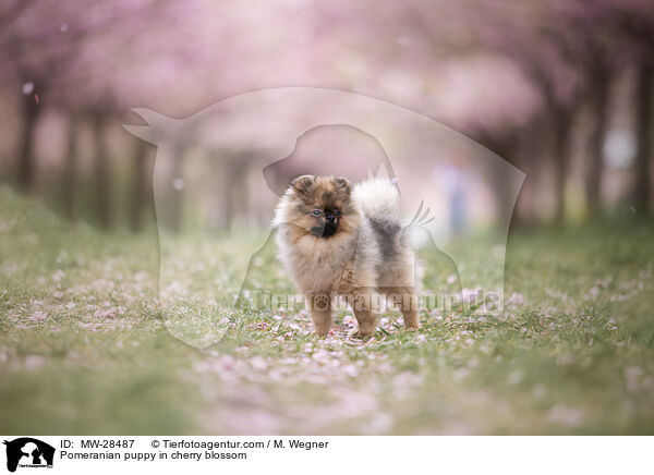 Pomeranian Welpe in der Kirschblte / Pomeranian puppy in cherry blossom / MW-28487