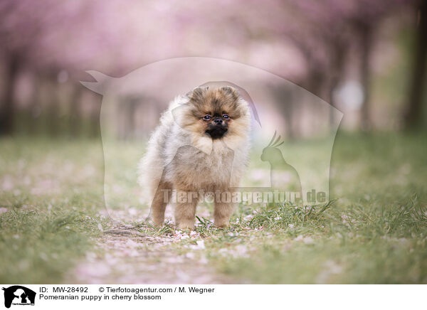 Pomeranian Welpe in der Kirschblte / Pomeranian puppy in cherry blossom / MW-28492