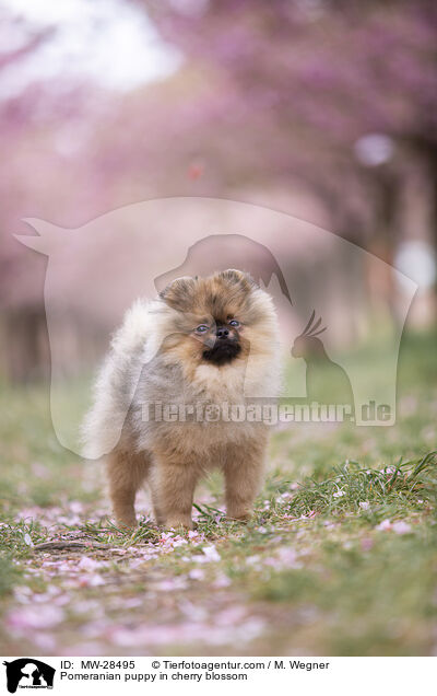 Pomeranian Welpe in der Kirschblte / Pomeranian puppy in cherry blossom / MW-28495