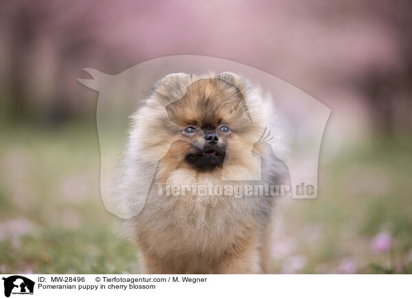 Pomeranian Welpe in der Kirschblte / Pomeranian puppy in cherry blossom / MW-28496