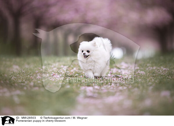 Pomeranian Welpe in der Kirschblte / Pomeranian puppy in cherry blossom / MW-28503