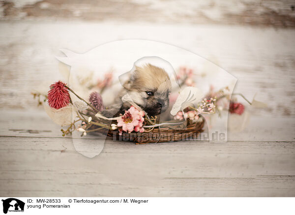 sehr junger Pomeranian / young Pomeranian / MW-28533