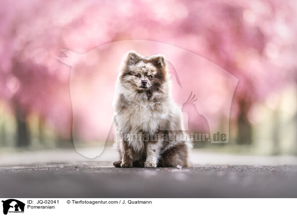 Pomeranian / Pomeranian / JQ-02041